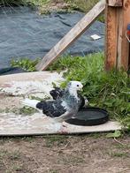 Takla duiven, Dieren en Toebehoren