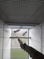 Koppel rose kaketoe, Dieren en Toebehoren, Meerdere dieren, Papegaai, Geringd