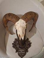 Hoorns moeflon, Ophalen, Zo goed als nieuw, Wild dier, Schedel