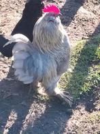 Ukkelse baardkrielhaan, Animaux & Accessoires, Volatiles