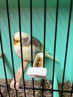Glosters koppel, Dieren en Toebehoren, Vogels | Kanaries, Meerdere dieren, Postuurkanarie