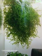 Aquarium mossen, nog 2 soorten, Dieren en Toebehoren, Ophalen of Verzenden, Nieuw, Plant(en), Steen of Hout