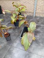 Rode Canna planten, Tuin en Terras, Ophalen