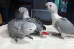 Tamme baby Grijze roodstaarten, Dieren en Toebehoren, Meerdere dieren, Papegaai, Geringd
