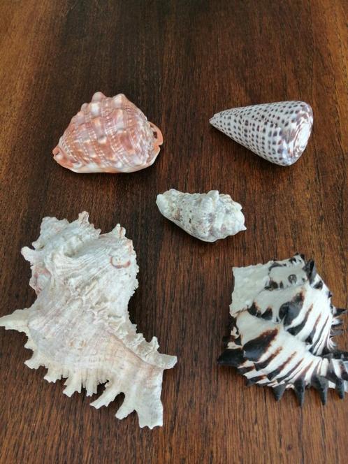 5 mooie schelpen samen voor 30 euro, Verzamelen, Mineralen en Fossielen, Schelp(en), Ophalen of Verzenden