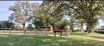 paarden opfok, Dieren en Toebehoren, Stalling en Weidegang, Weidegang, 4 paarden of pony's of meer