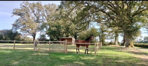 paarden opfok, Dieren en Toebehoren, Stalling en Weidegang, Opfok, Stalling, Weidegang, 4 paarden of pony's of meer