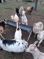 Super schatig mieke .met maanvlekjes, Dieren en Toebehoren, Schapen, Geiten en Varkens, Vrouwelijk