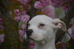 Chiots américains XL nés en privé, Animaux & Accessoires, Particulier, Plusieurs, Belgique, American Staffordshire Terrier