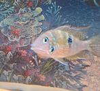 1 cichlidés a récupérer, Animaux & Accessoires, Enlèvement, Neuf