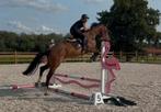 Super fijne 4j allround merrie, Merrie, Springpaard, B, 3 tot 6 jaar