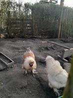 Zijdehoenders hanen Rumst, Dieren en Toebehoren, Mannelijk, Kip