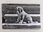 Puppie St. Bernard, Verzamelen, Verzenden
