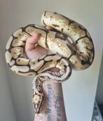 0.1 bumblebee koningspython python regius, Dieren en Toebehoren, Reptielen en Amfibieën