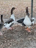 Vlaamse gans, Dieren en Toebehoren, Pluimvee, Vrouwelijk, Gans of Zwaan