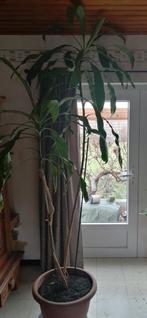 Yucca d intérieur, Huis en Inrichting, Kamerplanten, Ophalen, Yucca
