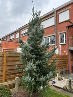 Kerstboom( ongeveer 3M hoog) gratis ophalen, Tuin en Terras, Planten | Bomen, Ophalen of Verzenden