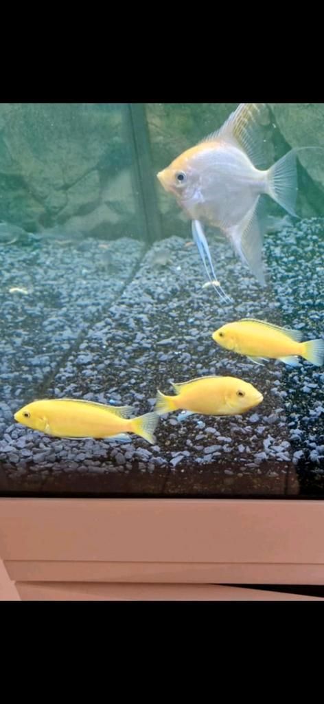 6 gele chicliden, Dieren en Toebehoren, Vissen | Aquariumvissen