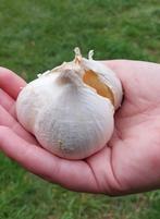 Verschillende soorten look, Tuin en Terras, Ophalen