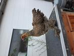 Brahma hennen, Dieren en Toebehoren, Pluimvee