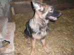 Lang  harige oud Duitse herder pup, Animaux & Accessoires, Chiens | Bergers & Bouviers, 15 semaines à 1 an, Chienne, Plusieurs