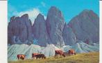 KOEIEN  DOLOMIETEN   + Mooie postzegel !, Verzamelen, Postkaarten | Dieren, Verzenden, 1960 tot 1980, Gelopen, Overige soorten