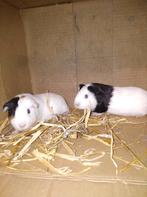 Cavia zeugjes, Dieren en Toebehoren, Knaagdieren, September, Vrouwelijk, Cavia