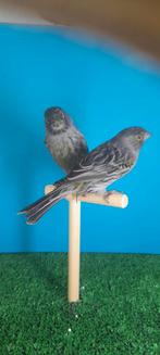 Zwart geel mozaïek, Animaux & Accessoires, Oiseaux | Canaris