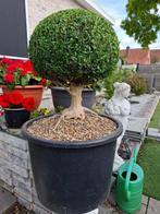 bonsai - buxus, Ophalen