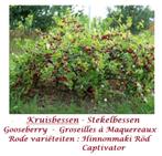 Kruisbessen Struiken "Hinnonmaki Röd" 4€/stuk, 5 voor 18€, Volle zon, Vaste plant, Ophalen of Verzenden, Fruitplanten