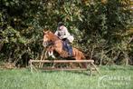 Recreatie paard merrie, Dieren en Toebehoren, Merrie, Gechipt, L, 11 jaar of ouder