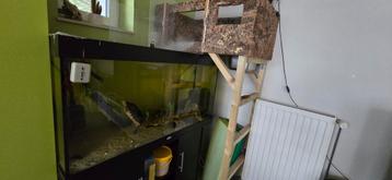 Schilpad met groot aquarium (juwel) en terrarium