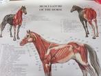 Poster musculature horse (anatomie diergeneeskunde), Ophalen of Verzenden