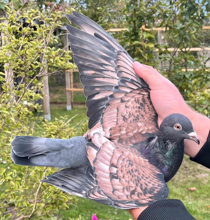 Koppel kleurpostduiven, Dieren en Toebehoren, Vogels | Duiven, Postduif, Meerdere dieren