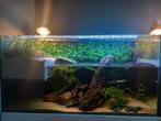 2 grote aquariums met schildpadden, Enlèvement, Comme neuf, Éclairage
