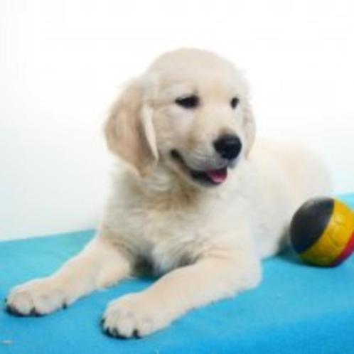 Golden Retriever pups te koop (belgisch), Dieren en Toebehoren, Honden | Retrievers, Spaniëls en Waterhonden, Meerdere dieren