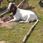 Boergeit ooi gezocht