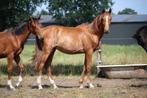 Chique, grote springefokte jaarlinghengst uit prestatiestam, Dieren en Toebehoren, Springpaard, Gechipt, 0 tot 2 jaar, Hengst
