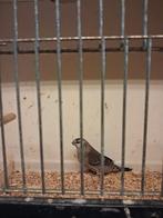 CERESAMANDINE, Meerdere dieren, Tropenvogel, Geringd