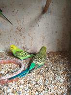 Grasparkieten, Dieren en Toebehoren