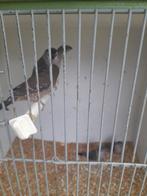 Ceresamandines 5 stuks, Dieren en Toebehoren, Vogels | Overige Vogels, Meerdere dieren, Tropenvogel