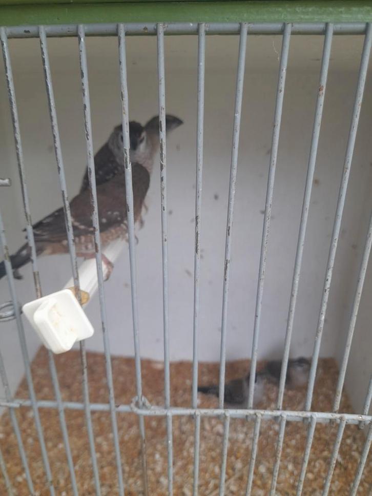 Ceresamandines 5 stuks, Dieren en Toebehoren, Vogels | Overige Vogels, Tropenvogel, Meerdere dieren