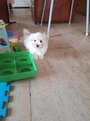 Maltezer pups  beschikbaar voor biedingen