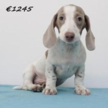 Teckel - puppy's te koop  beschikbaar voor biedingen