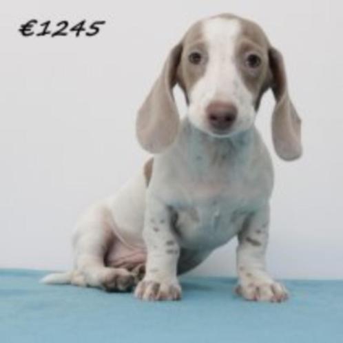 Teckel - puppy's te koop, Dieren en Toebehoren, Honden | Teckels en Dashonden, Meerdere dieren, Korthaar, Handelaar, Meerdere