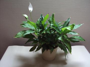 Mooie spathiphyllum of lepelplant beschikbaar voor biedingen