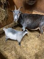 Dwerggeitjes, Dieren en Toebehoren, Schapen, Geiten en Varkens