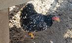 wyandotte kriel kip zwart-wit, Poule ou poulet