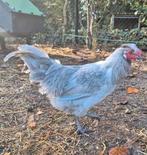 Te koop – Lavender Araucana Haan, Dieren en Toebehoren, Pluimvee, Geslacht onbekend