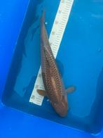 Chagoi Koi Nisai, Dieren en Toebehoren, Vissen | Vijvervissen, Karper of Koi